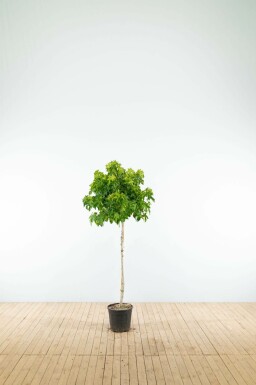 Liquidambar styraciflua 'Gum Ball' Halbstamm