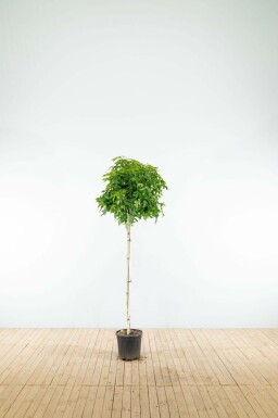 Liquidambar styraciflua 'Gum Ball' Halbstamm