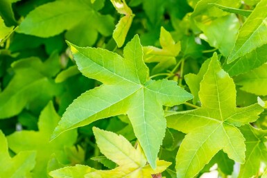 Liquidambar styraciflua 'Gum Ball' Halbstamm