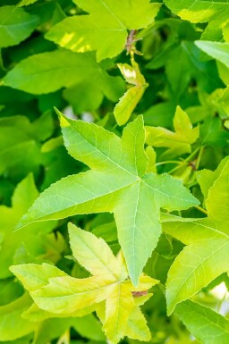 Liquidambar styraciflua 'Gum Ball' Halbstamm