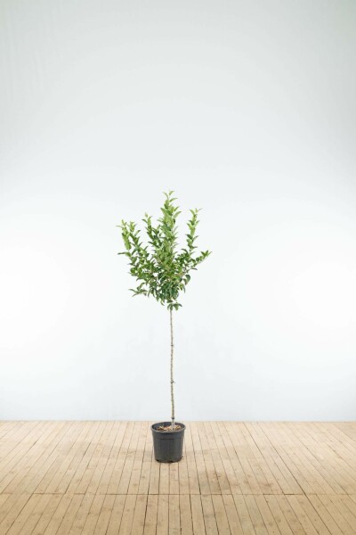 Malus 'Red Sentinel' Halbstamm 120cm Stamm