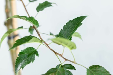 Malus 'Red Sentinel' Halbstamm