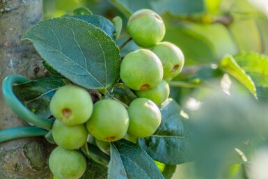 Malus 'Red Sentinel' Halbstamm 120cm Stamm