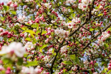 Malus 'Red Sentinel' Halbstamm 120cm Stamm