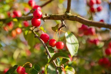 Malus 'Red Sentinel' Halbstamm 120cm Stamm