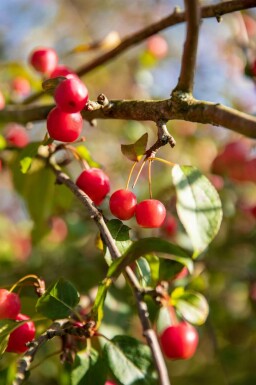 Malus 'Red Sentinel' Halbstamm 120cm Stamm