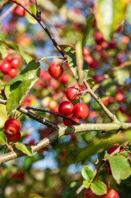 Malus 'Red Sentinel' Halbstamm 120cm Stamm