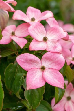Japanischer Blumen-Hartriegel Cornus kousa 'Satomi' Topf Cornus kousa 'Satomi' Strauch