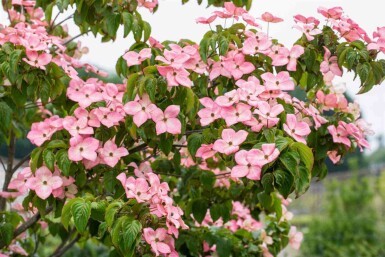 Japanischer Blumen-Hartriegel Cornus kousa 'Satomi' Topf Cornus kousa 'Satomi' Strauch