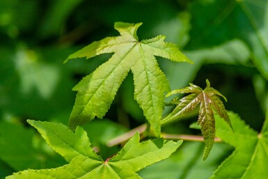 Amerikanischer Amberbaum Liquidambar styraciflua Spalierbaum Liquidambar styraciflua Spalierbaum