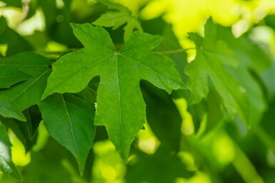 Liquidambar styraciflua Spalierbaum