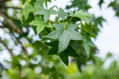 Liquidambar styraciflua Spalierbaum 12/14 190cm Stamm 150b x 120h