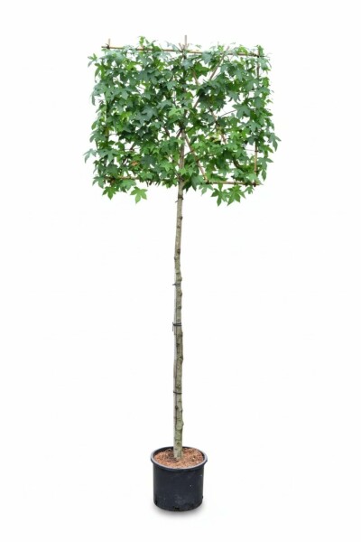 Liquidambar styraciflua Spalierbaum 10/12 190cm Stamm 150b x 120h
