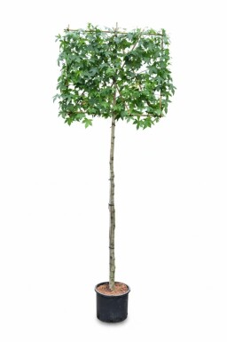 Liquidambar styraciflua Spalierbaum