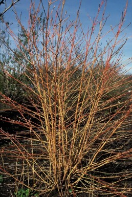 Roter Hartriegel 'Midwinter Fire' Cornus sanguinea 'Midwinter Fire' strauch 100-125 C10 Cornus sanguinea 'Midwinter Fire' Strauch 100-125 cm