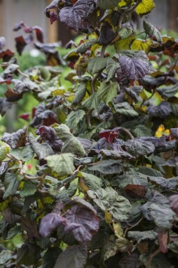 Rotblättrige Korkenzieher-Hasel Corylus avellana 'Red Majestic' Topf Corylus avellana 'Red Majestic' Strauch