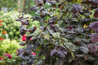 Rotblättrige Korkenzieher-Hasel Corylus avellana 'Red Majestic' Topf Corylus avellana 'Red Majestic' Strauch