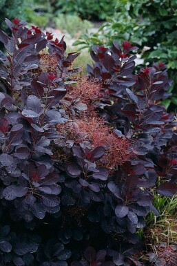 Roter Perückenstrauch Cotinus coggygria 'Royal Purple' Topf Cotinus coggygria 'Royal Purple' Strauch