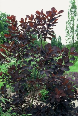 Roter Perückenstrauch Cotinus coggygria 'Royal Purple' Topf Cotinus coggygria 'Royal Purple' Strauch
