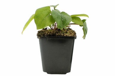 Scheinsonnenhut Echinacea purpurea 'Magnus' Topf Echinacea purpurea 'Magnus'