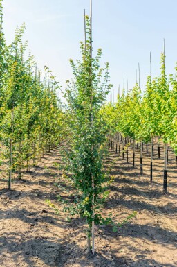 Acer campestre Stammbusch