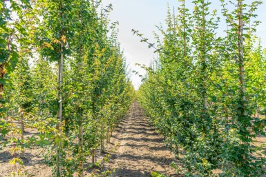 Acer campestre Stammbusch