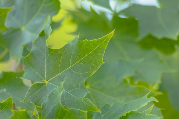 Acer platanoides 'Cleveland' Stammbusch 12/14