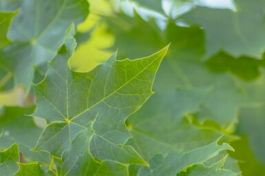 Acer platanoides 'Cleveland' Stammbusch
