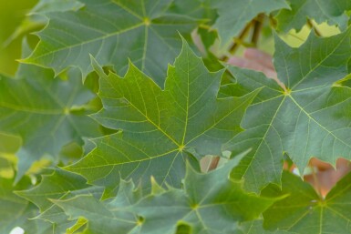 Acer platanoides 'Cleveland' Stammbusch