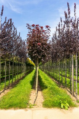 Acer platanoides 'Crimson Sentry' Kugelförmig