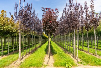 Acer platanoides 'Crimson Sentry' Kugelförmig 8/10 225cm Stamm