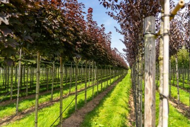 Acer platanoides 'Crimson Sentry' Kugelförmig 8/10 225cm Stamm