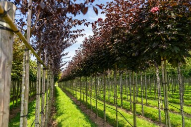 Acer platanoides 'Crimson Sentry' Kugelförmig 8/10 225cm Stamm