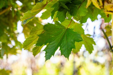 Acer platanoides 'Crimson Sentry' Kugelförmig 8/10 225cm Stamm