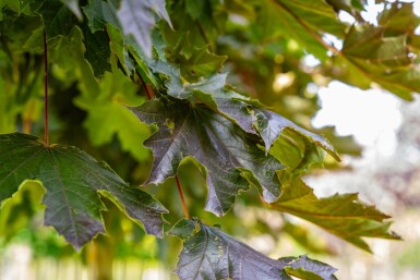 Acer platanoides 'Crimson Sentry' Kugelförmig 8/10 225cm Stamm