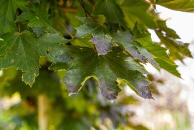 Acer platanoides 'Crimson Sentry' Kugelförmig 8/10 225cm Stamm