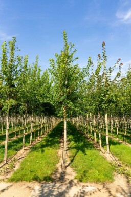 Acer tataricum subsp. ginnala Hochstamm