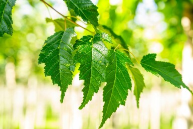 Acer tataricum subsp. ginnala Hochstamm