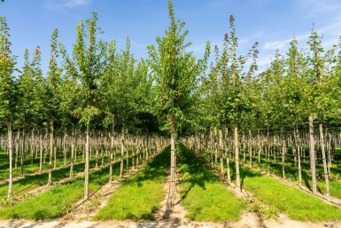 Acer tataricum subsp. ginnala Hochstamm 10/12