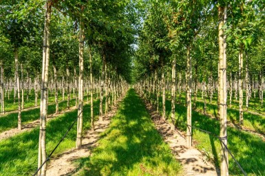 Acer tataricum subsp. ginnala Hochstamm 10/12