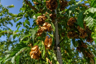 Acer tataricum subsp. ginnala Hochstamm 10/12