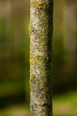Acer tataricum subsp. ginnala Hochstamm 10/12
