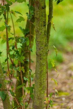 Acer tataricum subsp. ginnala Hochstamm 10/12