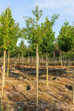 Acer tataricum subsp. ginnala Hochstamm 10/12