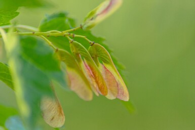 Acer tataricum subsp. ginnala Hochstamm 10/12