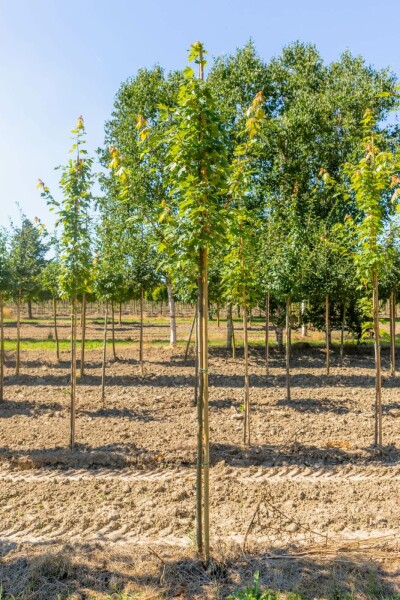 Acer x freemanii Hochstamm 14/16