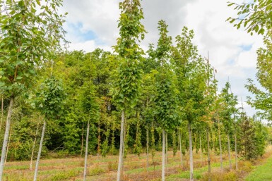 Acer x freemanii Hochstamm