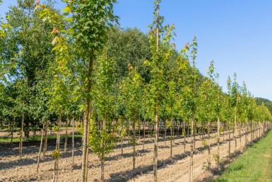 Acer x freemanii Hochstamm 14/16