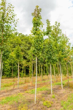 Acer x freemanii Hochstamm 14/16