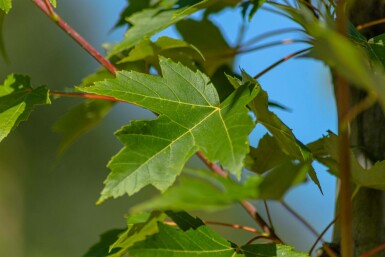 Acer x freemanii Hochstamm 14/16